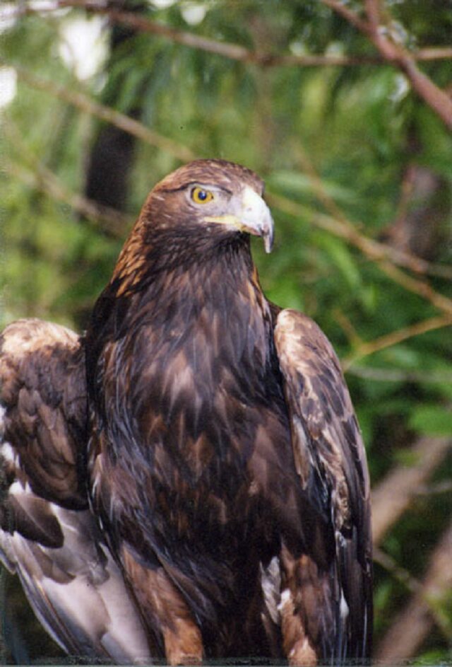 Card #107 – Eagle Eye