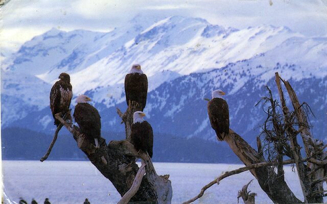 Card #233 – Eagle Vision