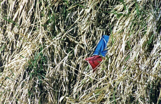 Card #37 – Erotic Connection