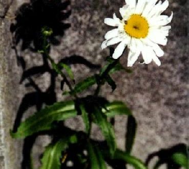 Even Daisies Cast Shadows