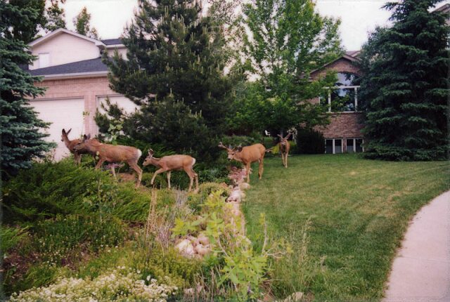 Card #171 – Following the Tao