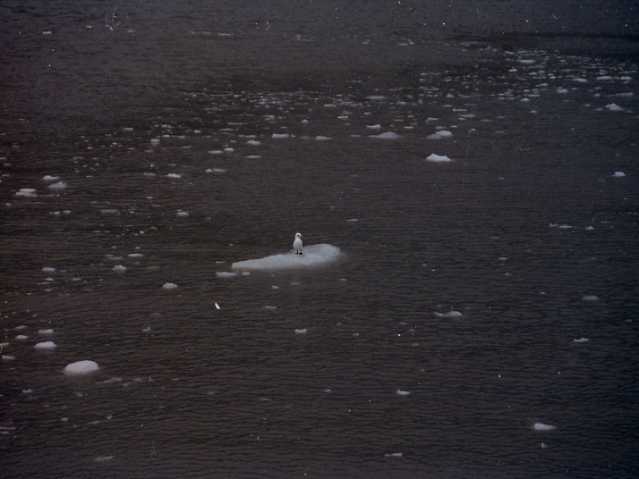 Card #329 – Iceolation of the Conscious Self