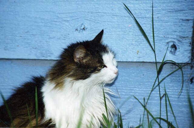 Card #56 – Inner Independence