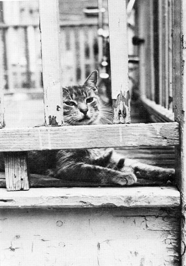 Card #231 – Loneliness