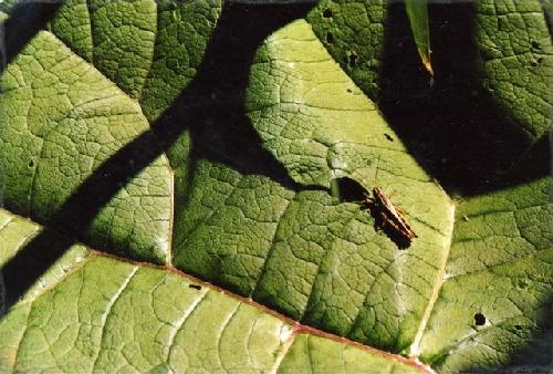 Card #439 – Look Beneath the Surface