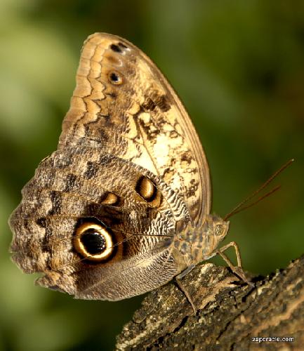 Card #563 – Metamorphosis