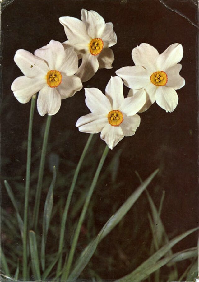 Card #196 – Narcissism