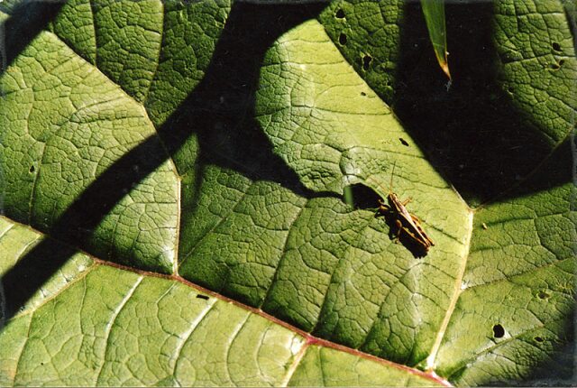 Card #179 – Ready to Travel Beneath the Surface