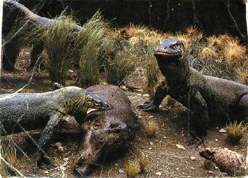 Card #188 – Reptile Appetite