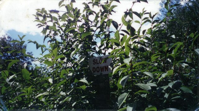 Card #243 – Slow Down