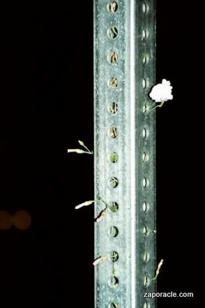 Card #580 – Soul Imprisoned