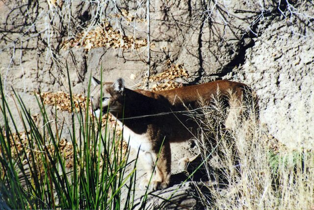 Card #165 – Stalker