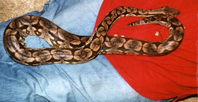 The Reptilian and the Infinite