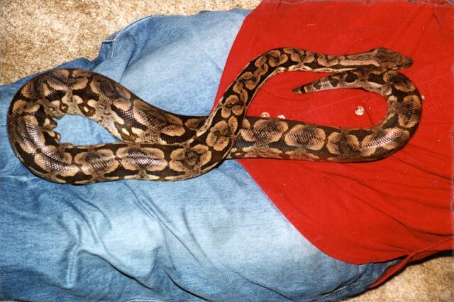 Card #270 – The Reptilian and the Infinite