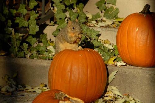 Card #354 – Thriving on the Present Resources